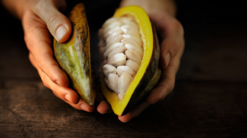 네슬레코리아, 세계 초콜릿의 날 맞아 지속가능한 코코아 사업 성과 공유