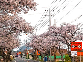 활짝 핀 벚꽃처럼 우리네 마음도