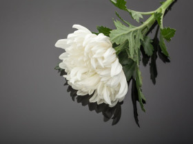 故김 철 전 교령 子, 김재호 씨 환원