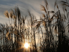 시 해설 [흔들리며 피는  꽃 - 도종환]